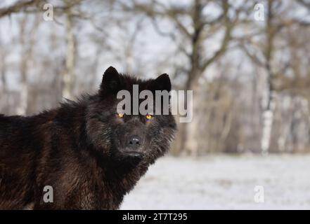 Lupo canadese in un contesto boschivo Foto Stock