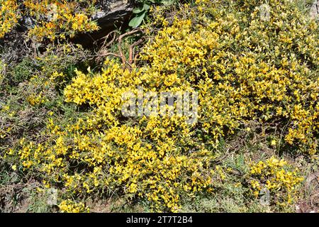 Aulaga morisca o piorno amarillo (genista versicolor) è un arbusto prostrato endemico delle Betic Mountains (Sierra Nevada, Filabres e Baza). Questa foto Foto Stock