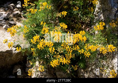 La Violeta de penyal o herba de cabell d'indi (Hippocrepis balearica) è un'erba aromatica perenne endemica delle Isole Baleari (Maiorca, Minorca e C. Foto Stock