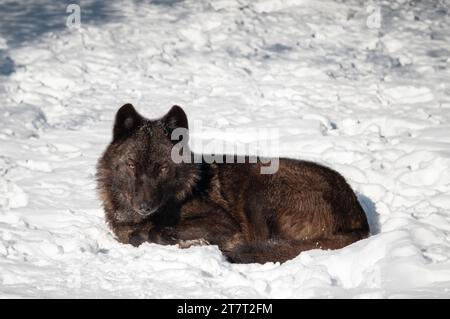 lupi canadesi sdraiati sulla neve Foto Stock