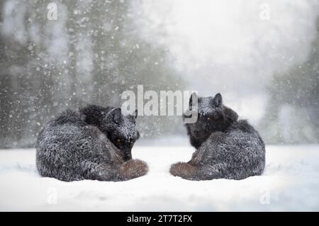 Lupi canadesi sdraiati sullo sfondo della neve che cade Foto Stock