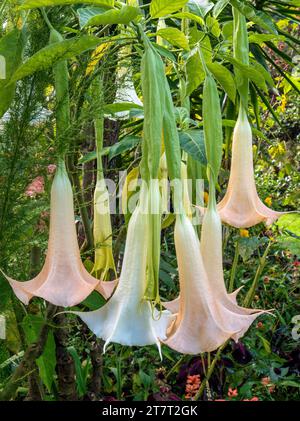 Fiore di tromba d'angelo (Brugmansia) sull'isola di Mainau, Lago di Costanza, Baden-Württemberg, Germania, Europa Foto Stock