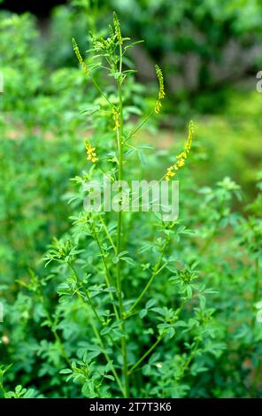 Il trifoglio giallo dolce o la melilota gialla (Melilotus officinalis) è una pianta medicinale annuale o biennale originaria dell'Eurasia. Foto Stock