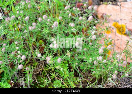 Il trifoglio di lepre-piede (trifolium arvense) è un'erba annuale o biennale originaria dell'Eurasia. Questa foto è stata scattata a Aiguablava, Girona, Catalogna, Spagna. Foto Stock