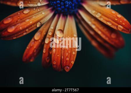 Primo piano fiore con gocce d'acqua Foto Stock