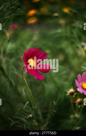 Fiore rosa di Cosmo che soffia nel vento Foto Stock