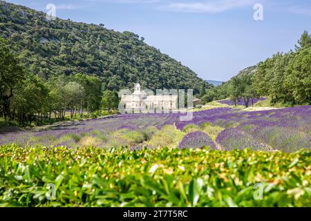 Campi di lavanda di fronte a Notre-Dame de Sénanque, un monastero dell'ordine cistercense nel comune di Gordes nel dipartimento di Vaucluse Foto Stock