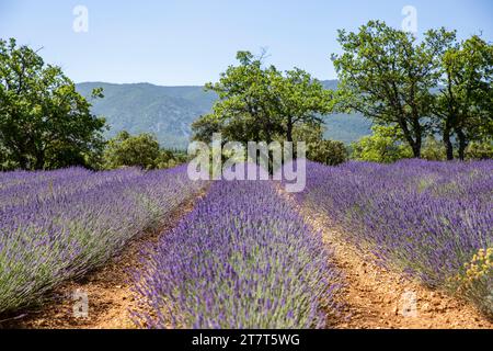 Campo di lavanda vicino all'Apt nel dipartimento di Vaucluse e nella regione Provenza-Alpi-Côte Azzurra Foto Stock
