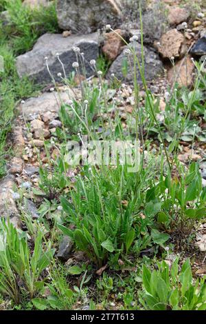 Centaurea lainizi è una pianta perenne endemica della Sierra Bermeja, Málaga, Andalusia, Spagna. Foto Stock