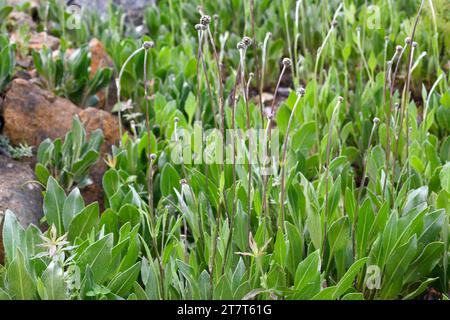 Centaurea lainizi è una pianta perenne endemica della Sierra Bermeja, Málaga, Andalusia, Spagna. Foto Stock