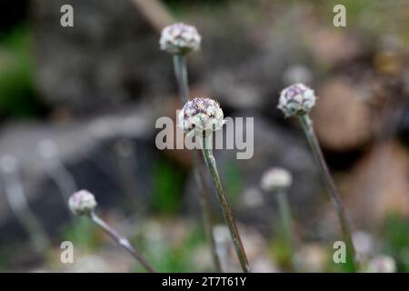 Centaurea lainizi è una pianta perenne endemica della Sierra Bermeja, Málaga, Andalusia, Spagna. Foto Stock