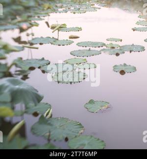 ninfee color pastello in acqua con riflessi di nuvole Foto Stock