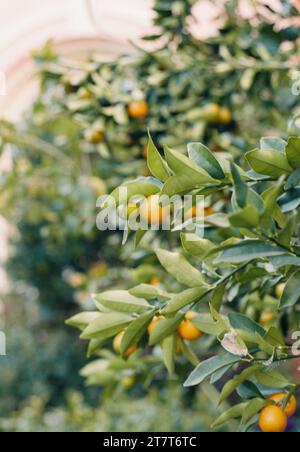 Clementine Tree a Charleston, South Carolina Foto Stock