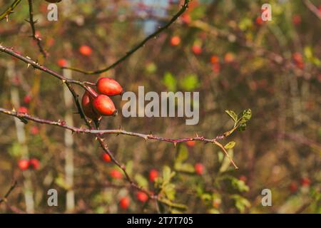 Rosa matura rossa sui fianchi di un cespuglio in giardino, messa a fuoco selettiva. Foto Stock
