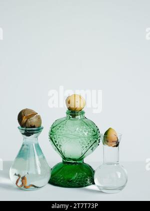 Propogare una pietra di avocado in un vaso d'acqua Foto Stock