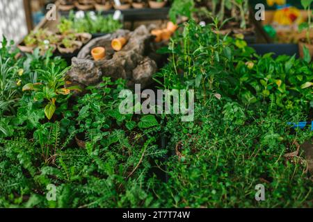 Iniziare il giardino dal seme Foto Stock