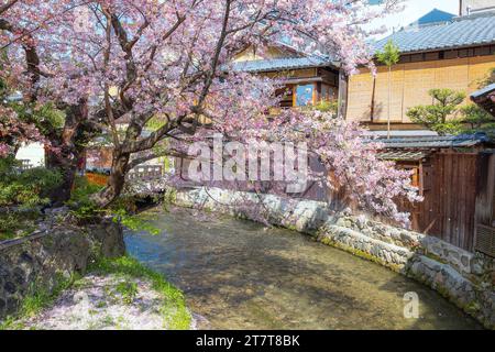 Kyoto, Giappone - 2 aprile 2023: Shinbashi dori è il luogo dove le case da tè Gion-ochaya si trovano fianco a fianco sulla strada insieme alla corsa di Shir Foto Stock