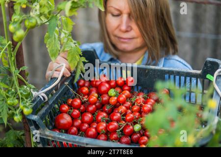 Ritratto di donna matura la raccolta di pomodori in giardino Foto Stock