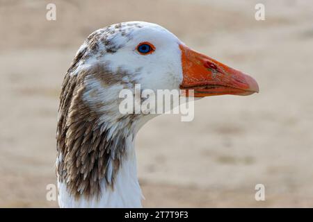 Colpo alla testa di un'oca Greylag addomesticata Foto Stock
