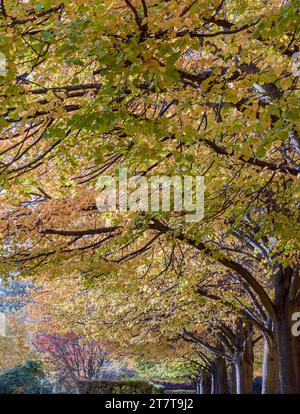 Il Regent's Park in autunno coperto di foglie cadute d'oro. Alberi fiancheggiati nel parco pubblico di Londra, colori autunnali, vista verticale, spazio per testo, se Foto Stock