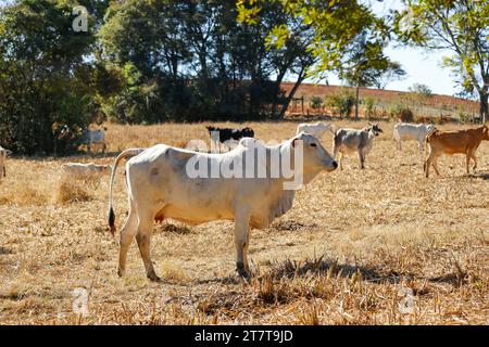 mucche e buoi in mandria sul prato asciutto. la mucca sta guardando fuori dal quadro. mandria di bovini Foto Stock