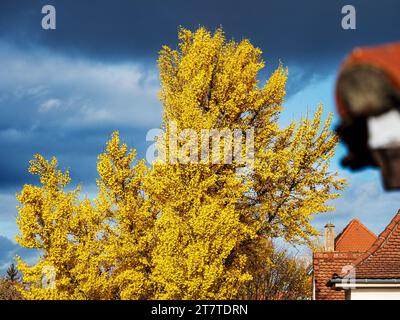 Albero del Gingo in autunno al sole durante un temporale. Foglie di canarino giallo brillante. Foto Stock