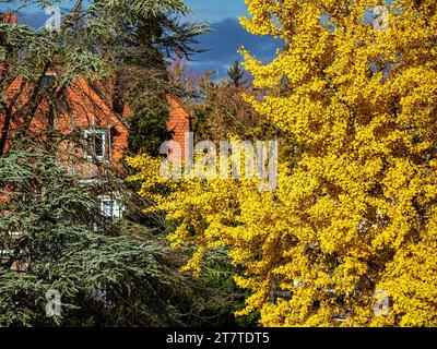 Albero del Gingo in autunno al sole durante un temporale. Foglie di canarino giallo brillante. Foto Stock