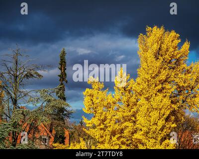 Albero del Gingo in autunno al sole durante un temporale. Foglie di canarino giallo brillante. Foto Stock