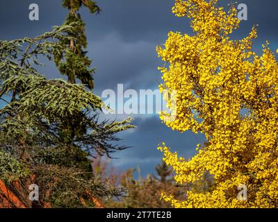 Albero del Gingo in autunno al sole durante un temporale. Foglie di canarino giallo brillante. Foto Stock