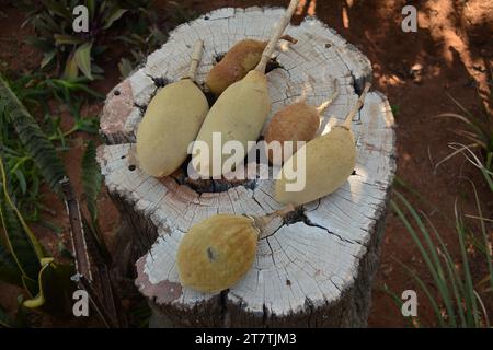 Un paio di frutti dell'albero di Baobab. La crema di tartaro proviene dai podi di semina. Foto Stock