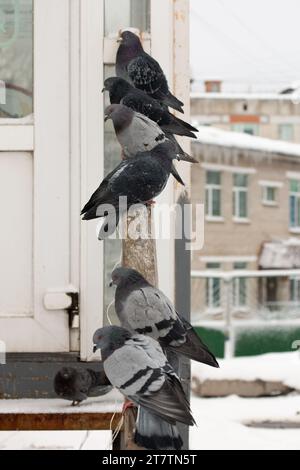 Gruppo di piccioni seduti sui corrimano. Foto della città invernale innevata di Magadan, Russia. Foto Stock