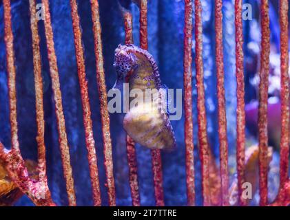 Cavallucci marini comuni in gravidanza (cavallucci marini maculati) Foto Stock