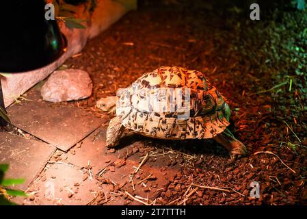 Tartaruga leopardo (Stigmochelys pardalis) in Thailandia Foto Stock