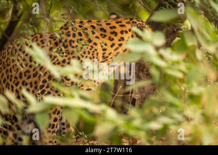 Leopardo selvatico o pantera indiano o panthera pardus fusca mimetizzato in erba verde monsonica in safari nel parco nazionale o nella foresta di riserva dell'india Foto Stock