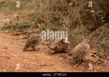 Profilo laterale di francolina grigia o perniciata grigia o della famiglia Francolinus pondicerianus insieme su una pista forestale durante il safari invernale a Ranthambore Foto Stock