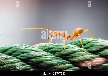 La formica Red Weaver cammina su una corda Foto Stock