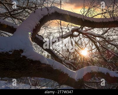 Natura selvaggia invernale. Alberi caduti nella foresta invernale con il sole che splende attraverso i rami Foto Stock