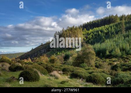Escursioni nelle Wicklow Mountains, gruppo di mete, su una collina, illuminata da macchie di luce solare, zona della cascata di Powerscourt, Irlanda Foto Stock