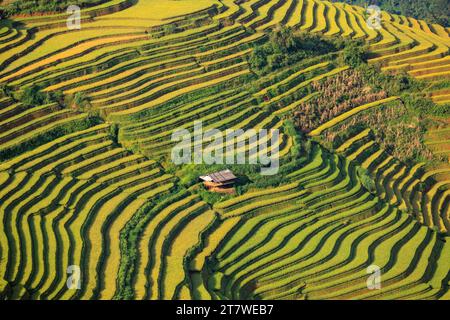 Vista aerea del campo di risaia a terrazza di la Pan Tan vicino a Sapa, Vietnam Foto Stock