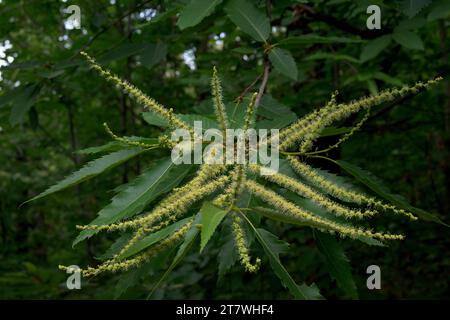 Candela gialla fiore di castagno pieno di polline in piena fioritura Castanea sativa Foto Stock