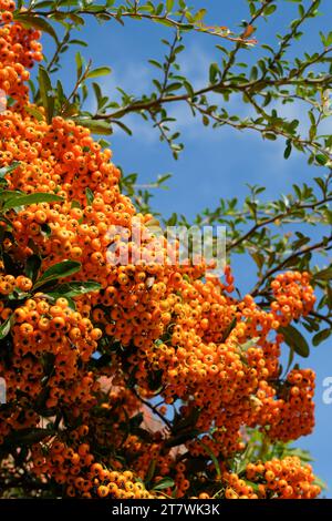 Pyracantha coccinea Firelight, Firethorn, bacche d'arancia lucide in autunno Foto Stock