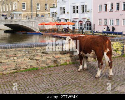 Una mucca pensiva sul fiume Cam nel centro di Cambridge, Inghilterra, Regno Unito Foto Stock