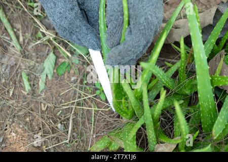 La mano di un contadino usa un coltello per tagliare una pianta di aloe vera e sbucciarla. Foto Stock