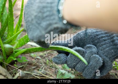 La mano di un contadino usa un coltello per tagliare una pianta di aloe vera e sbucciarla. Foto Stock