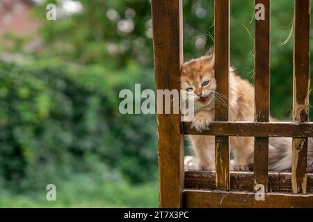 Gattino adorabile Baby Exotic Orange Cat Curious Climbing Chair Ritratto rustico all'esterno grazioso stilizzato Foto Stock