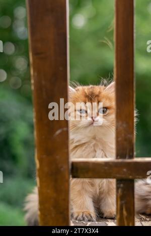 Gattino adorabile Baby Exotic Orange Cat Curious Climbing Chair Ritratto rustico all'esterno grazioso stilizzato Foto Stock