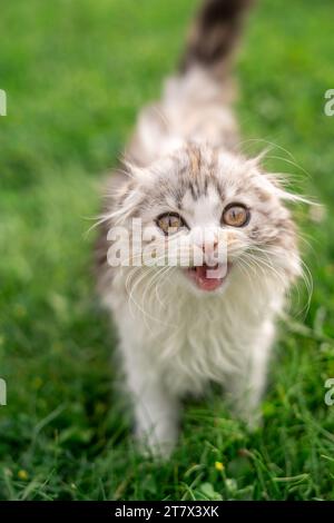 Scozzese Fold Kitten Cat Calico fuori dal Meowing High Ritratto Foto Stock