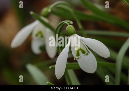 Nevicate all'inizio della primavera (Galanthus nivalis) Foto Stock