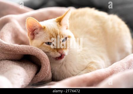 Punto fiamma gatto bianco siamese coccolato su coperta rosa Foto Stock