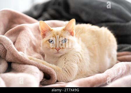 Punto fiamma gatto bianco siamese coccolato su coperta rosa Foto Stock